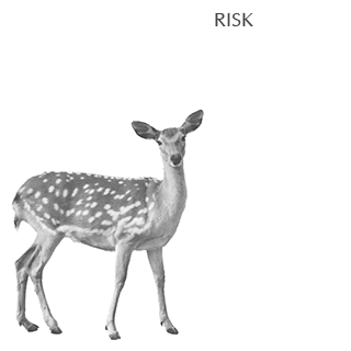 Risk 4 portfolio cover