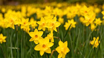 Spring Daffodils