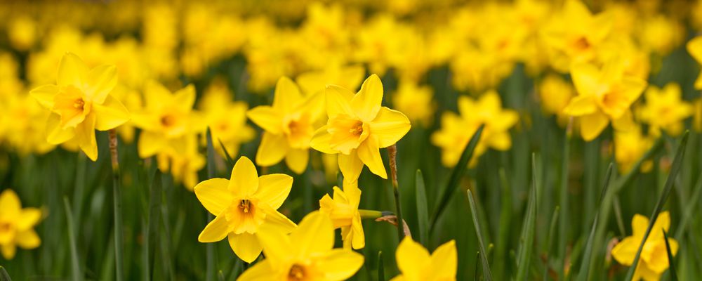 Spring Daffodils